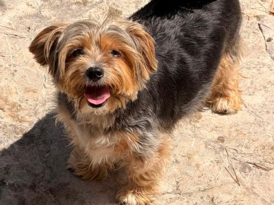Kleiner Hund sucht neues Zuhause