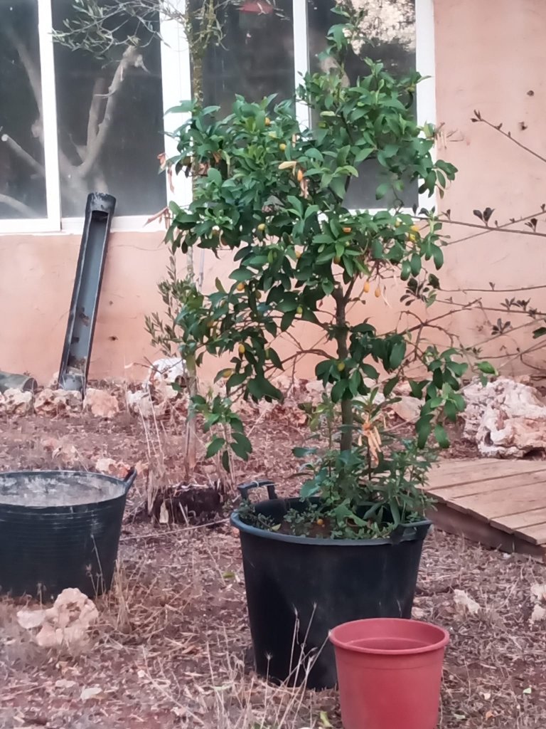 Kumquat