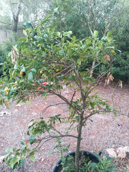Kumquat