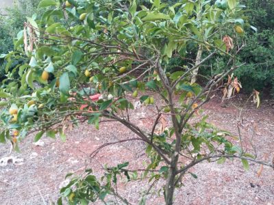 Kumquat