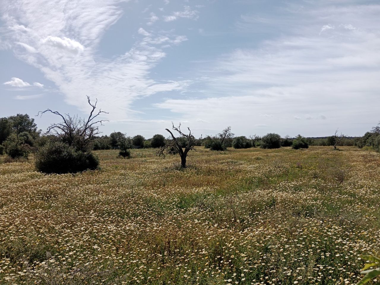 Ländliches Grundstück in der Nähe von Campos