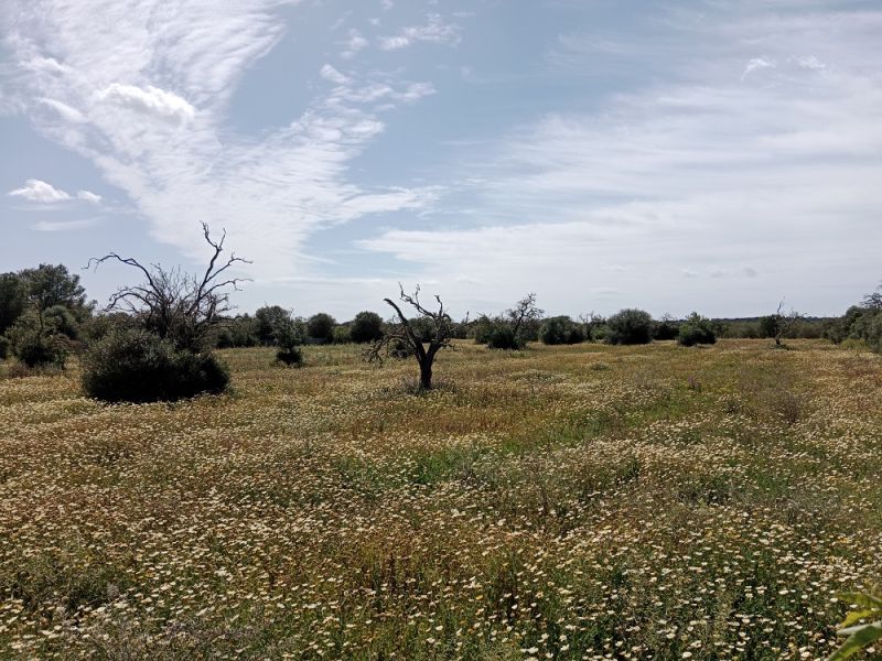 Ländliches Grundstück in der Nähe von Campos