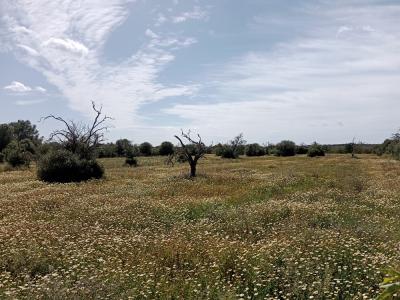 Ländliches Grundstück in der Nähe von Campos