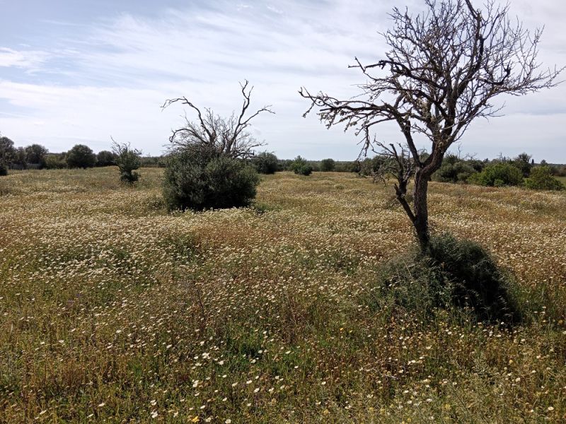 Ländliches Grundstück in der Nähe von Campos