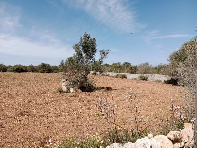 Ländliches Grundstück in der Nähe von Campos