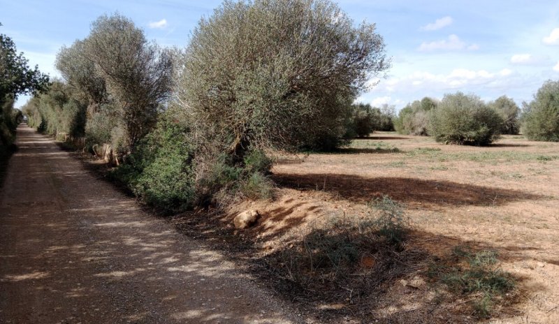 Rural plot between Campos and Cas Concos des Cavaller