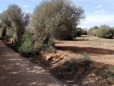 Rural plot between Campos and Cas Concos des Cavaller