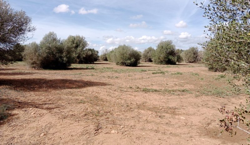 Rural plot between Campos and Cas Concos des Cavaller