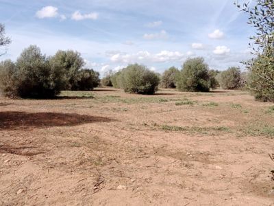 Rural plot between Campos and Cas Concos des Cavaller