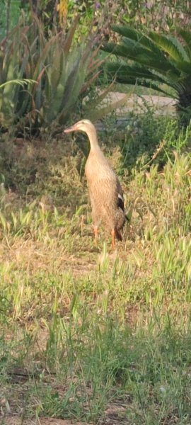 Se buscan patos corredores
