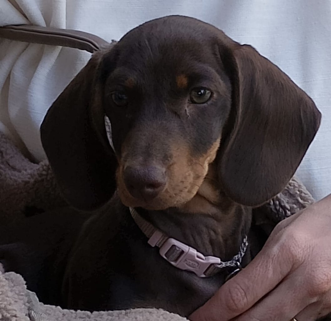 Liebevolle Hundebetreuung zeitweise im August gesucht/ in Felanitx