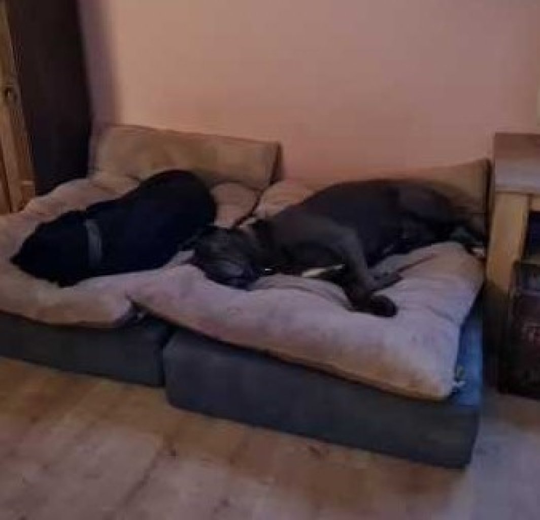 Liebevolle und kompetente Hundebetreuung in meiner häuslichen Geborgenheit!