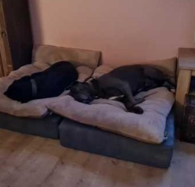 Liebevolle und kompetente Hundebetreuung in meiner häuslichen Geborgenheit!