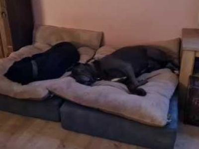 Liebevolle und kompetente Hundebetreuung in meiner häuslichen Geborgenheit!