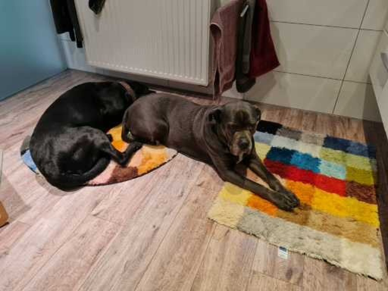 Liebevolle und kompetente Hundebetreuung in meiner häuslichen Geborgenheit!