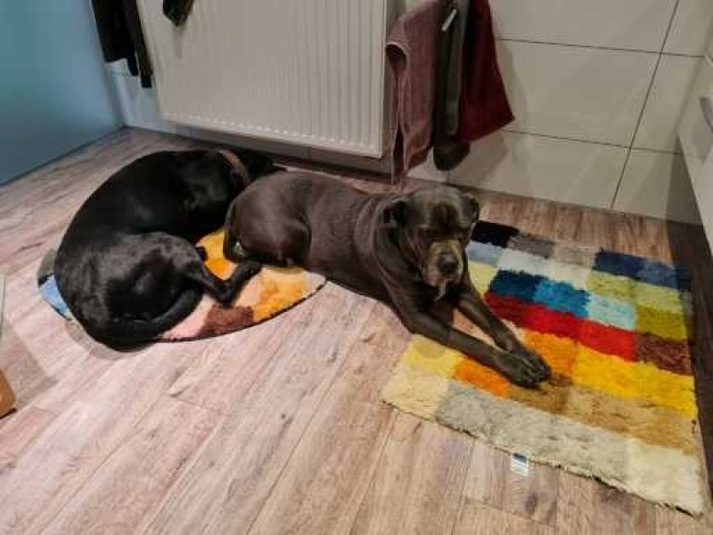 Liebevolle und kompetente Hundebetreuung in meiner häuslichen Geborgenheit!
