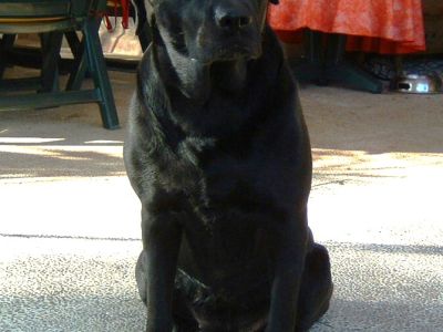 Liebevolle und kompetente Hundebetreuung in meiner häuslichen Geborgenheit!