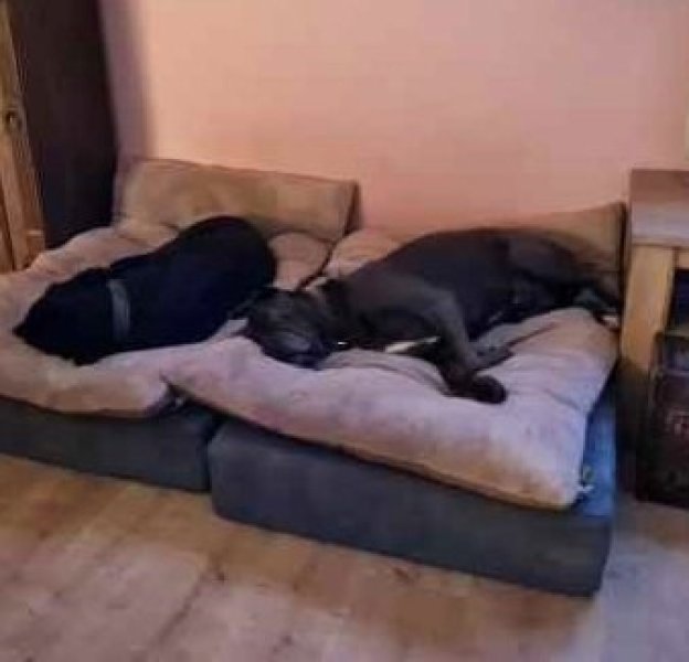 Liebevolle und kompetente Hundebetreuung in meiner häuslichen Geborgenheit!