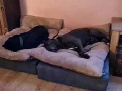 Liebevolle und kompetente Hundebetreuung in meiner häuslichen Geborgenheit!