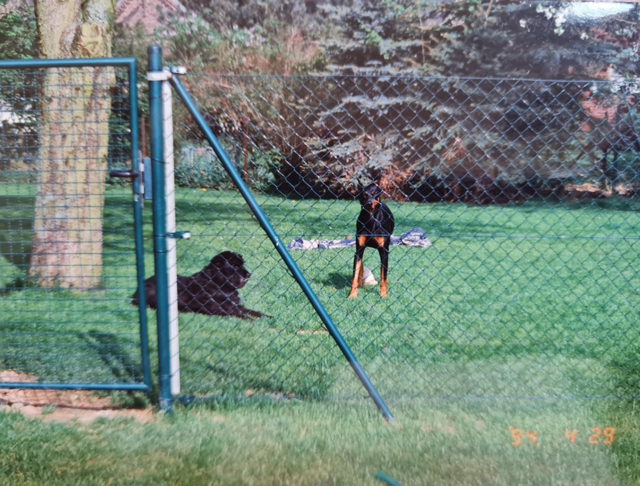Liebevolle und kompetente Hundebetreuung in meiner häuslichen Geborgenheit!