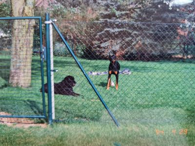 Liebevolle und kompetente Hundebetreuung in meiner häuslichen Geborgenheit!