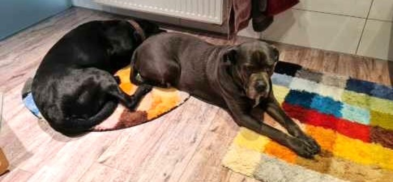 Liebevolle und kompetente Hundebetreuung in meiner häuslichen Geborgenheit!