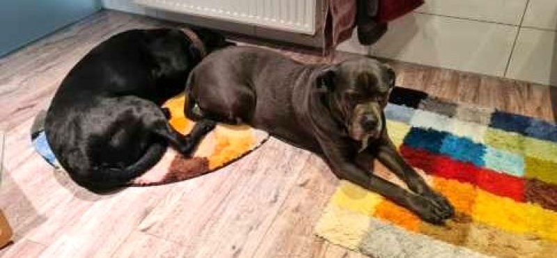 Liebevolle und kompetente Hundebetreuung in meiner häuslichen Geborgenheit!