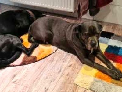 Liebevolle und kompetente Hundebetreuung in meiner häuslichen Geborgenheit!