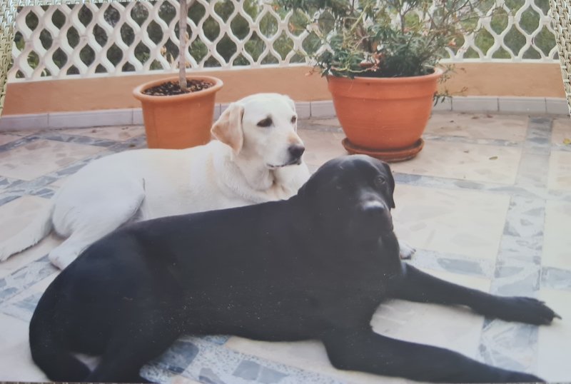 Liebevolle und kompetente Hundebetreuung in meiner häuslichen Geborgenheit!