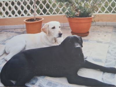 Liebevolle und kompetente Hundebetreuung in meiner häuslichen Geborgenheit!