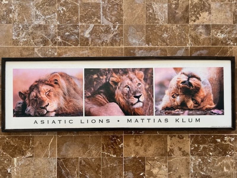 Cuadro de león IKEA Mattias Klum