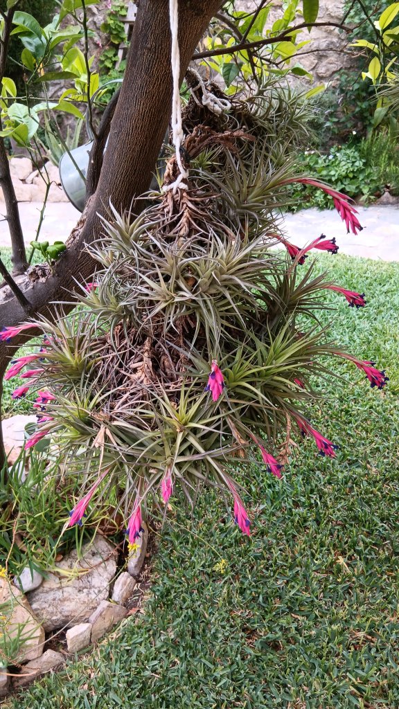 Luftnelke/Tillandsia