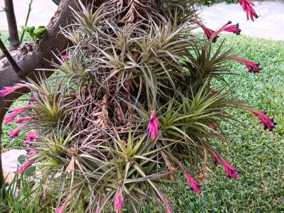 Luftnelke/Tillandsia