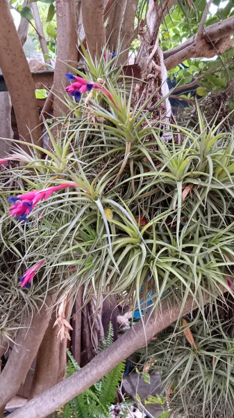 Luftnelke/Tillandsia