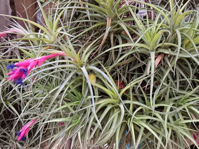 Luftnelke/Tillandsia