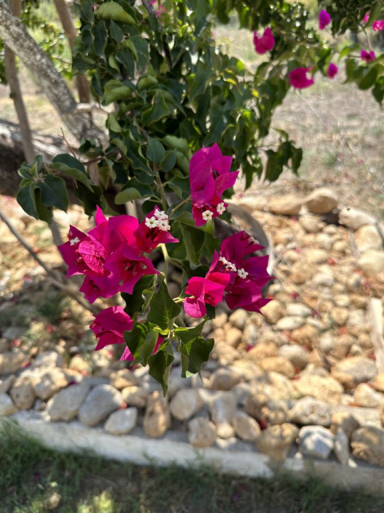 ¿Te apetece hacer jardinería?