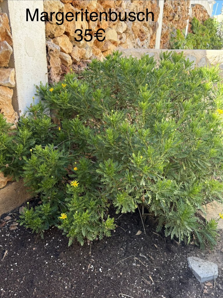 Arbusto de margaritas