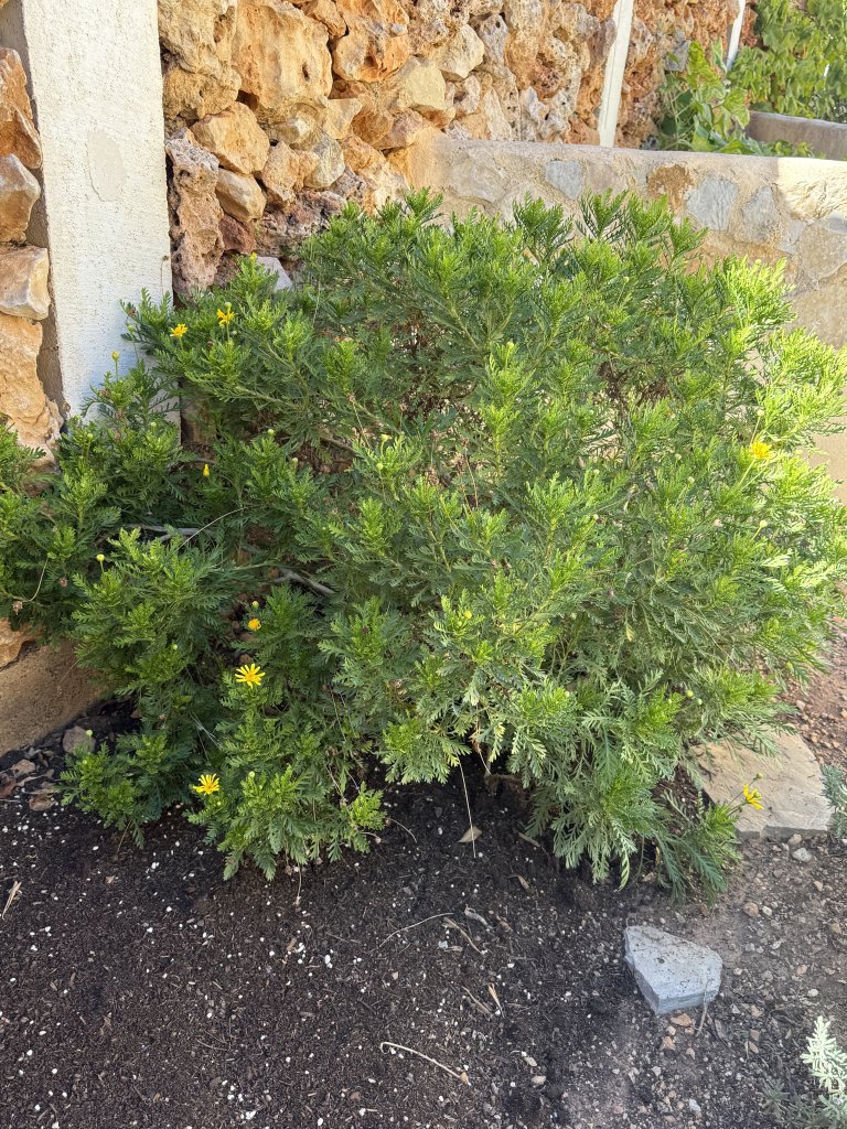 Arbusto de margaritas