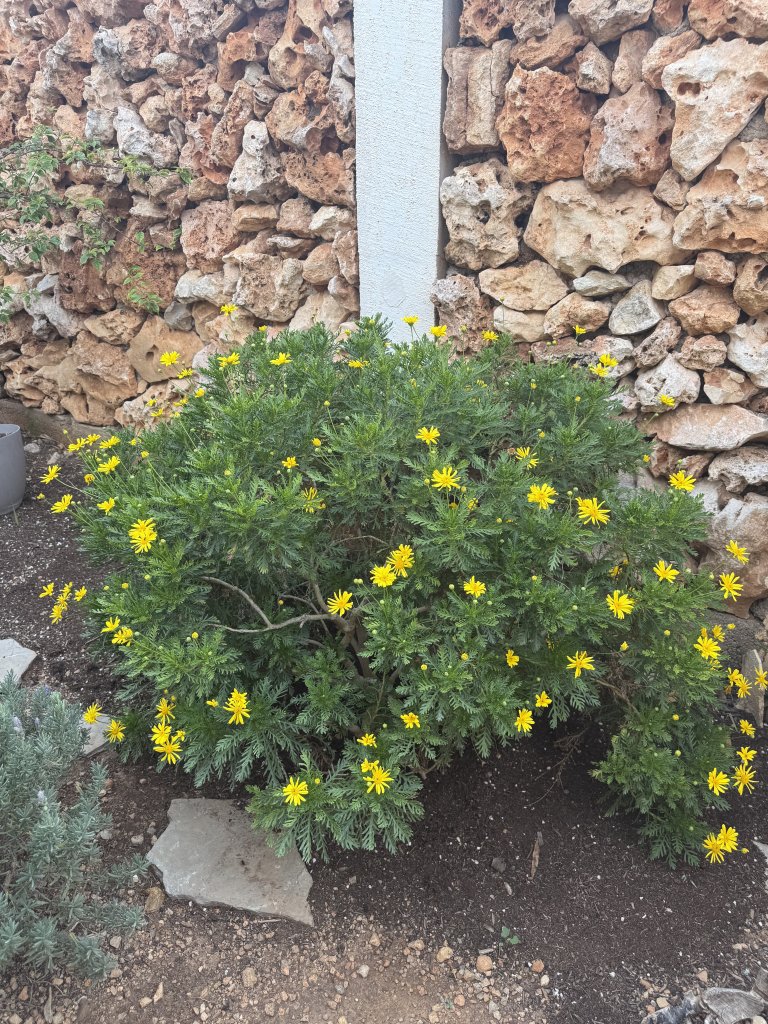 Arbusto de margaritas