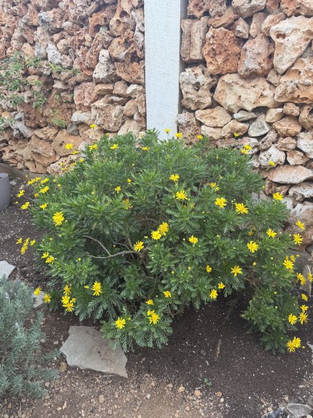Arbusto de margaritas