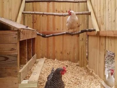 Maßgeschneiderte Hühnerställe aus Holz