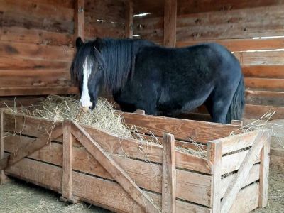 Maßgeschneiderte Pferdeboxen und Stallungen