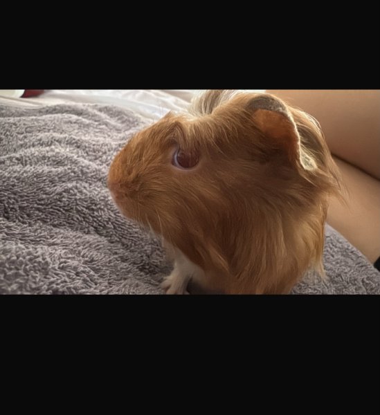 Meerschweinchen