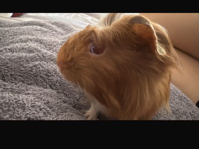 Meerschweinchen
