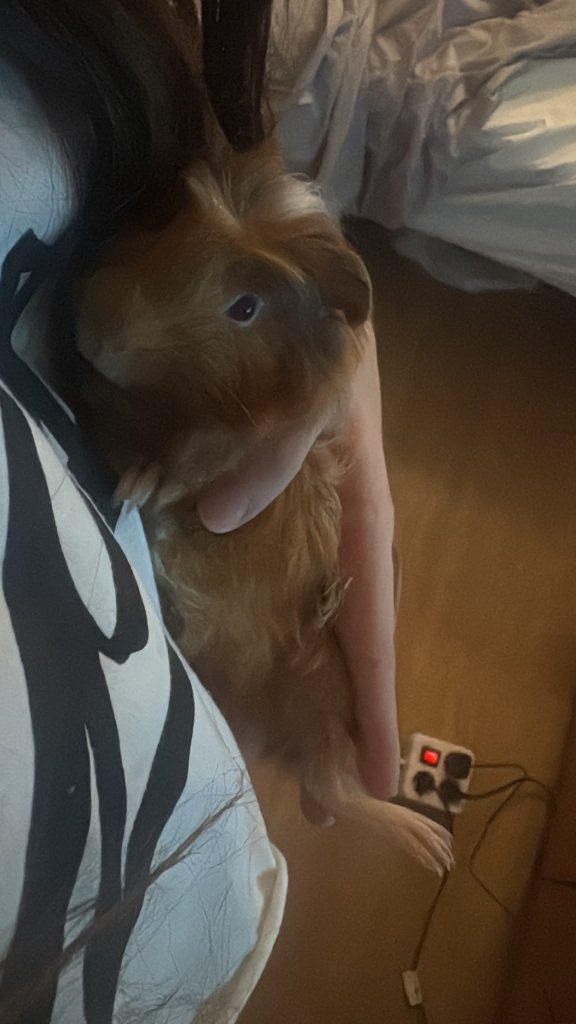 Meerschweinchen