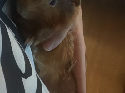 Meerschweinchen