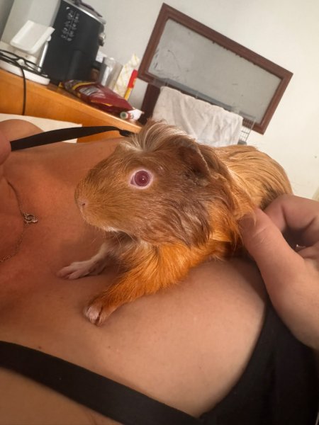 Meerschweinchen