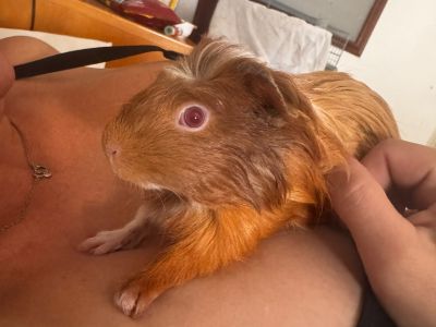Meerschweinchen