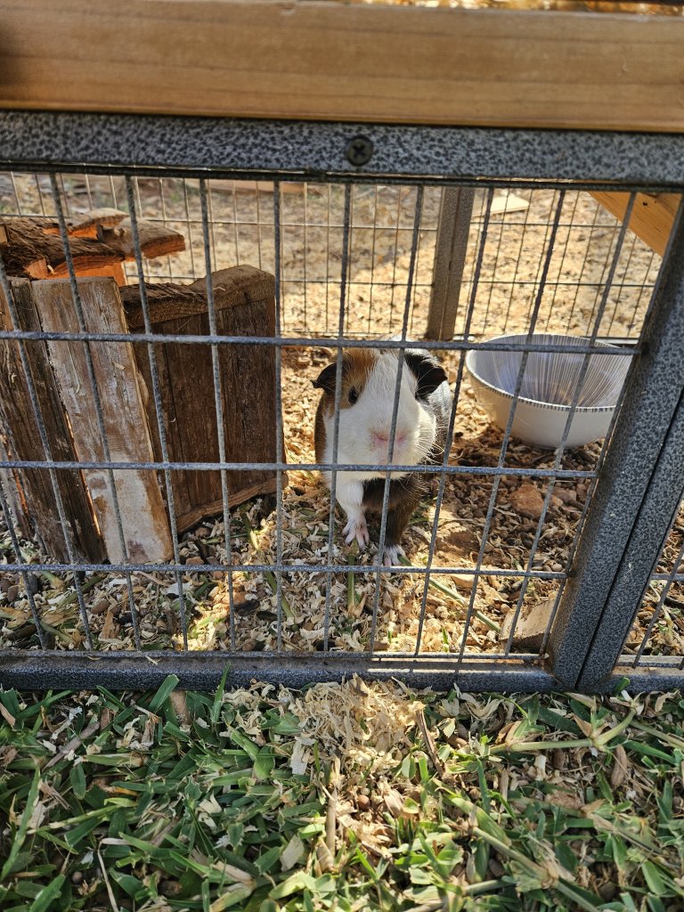 Meerschweinchen zu verschenken
