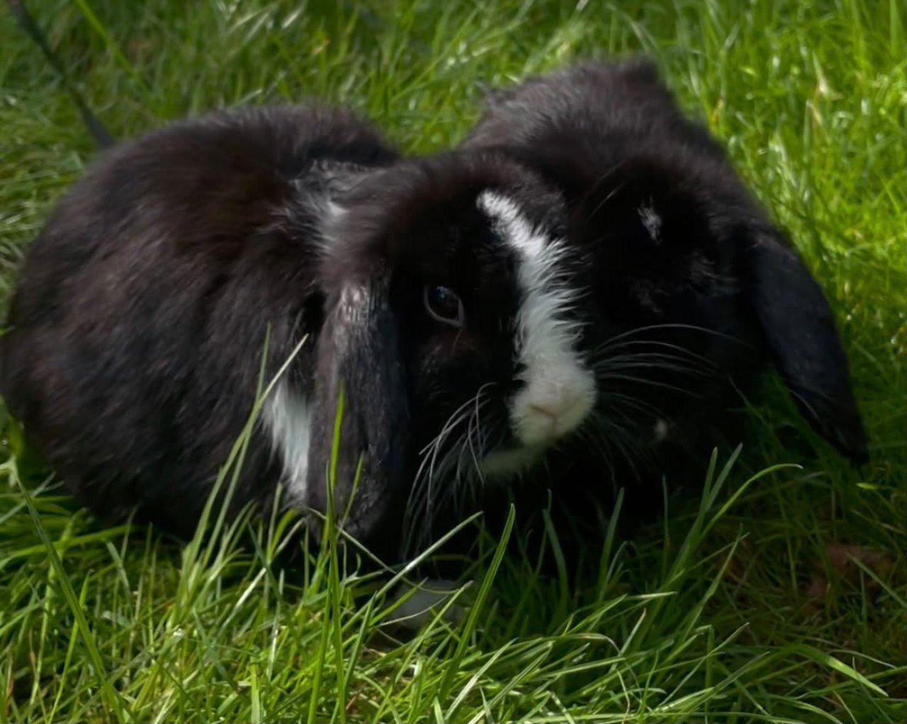 Mini-Lop Zwergkaninchen Weibchen sucht neues Zuhause